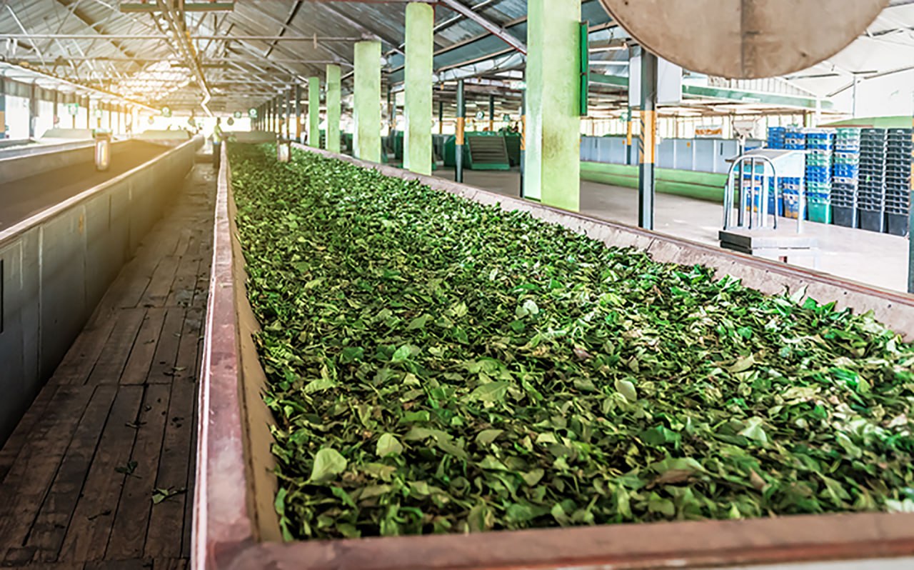 Medicinal Plant Raw Materials - Image 2